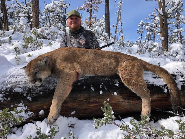 Mountain Lion