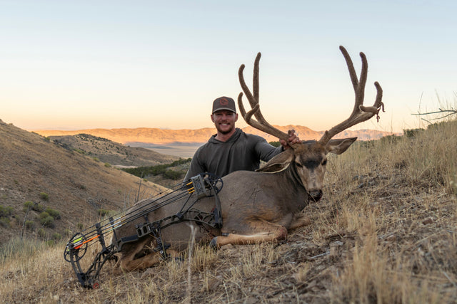 Mule Deer