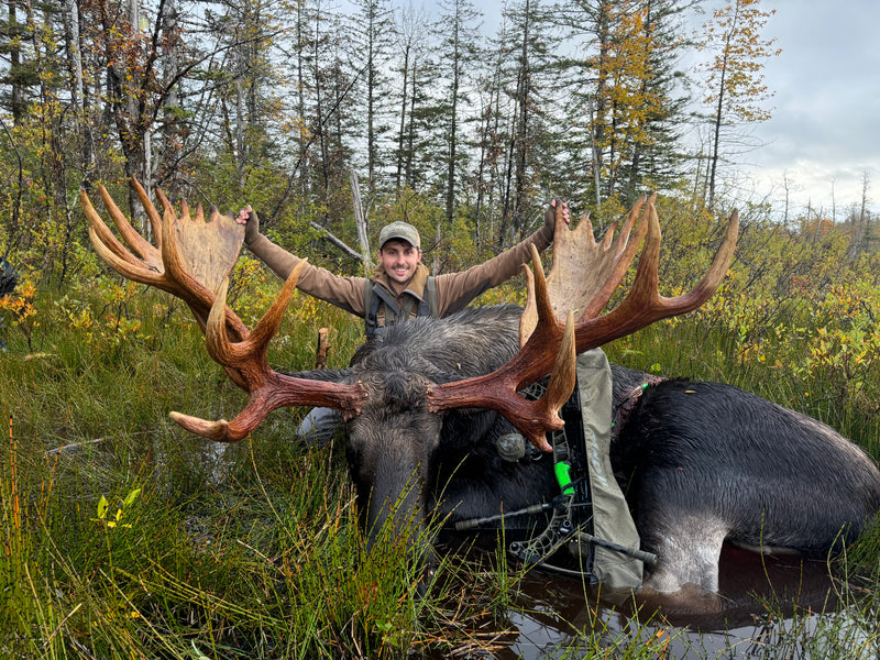 Alaska Moose