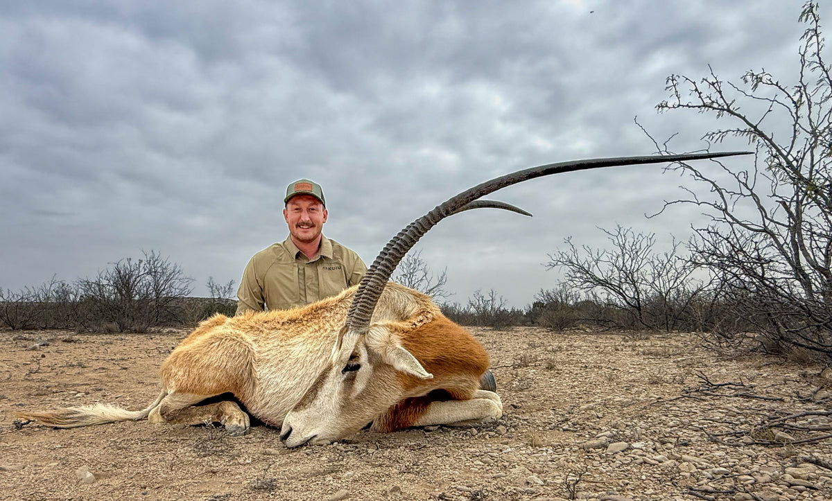 New Mexico Oryx