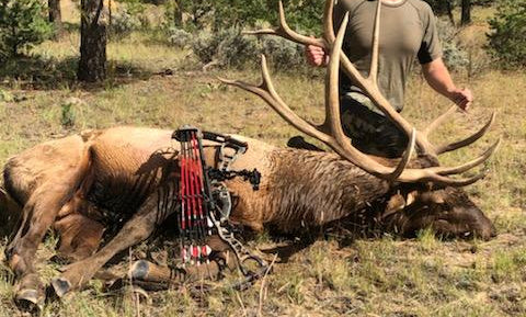 New Mexico Unit 7 archery bull elk
