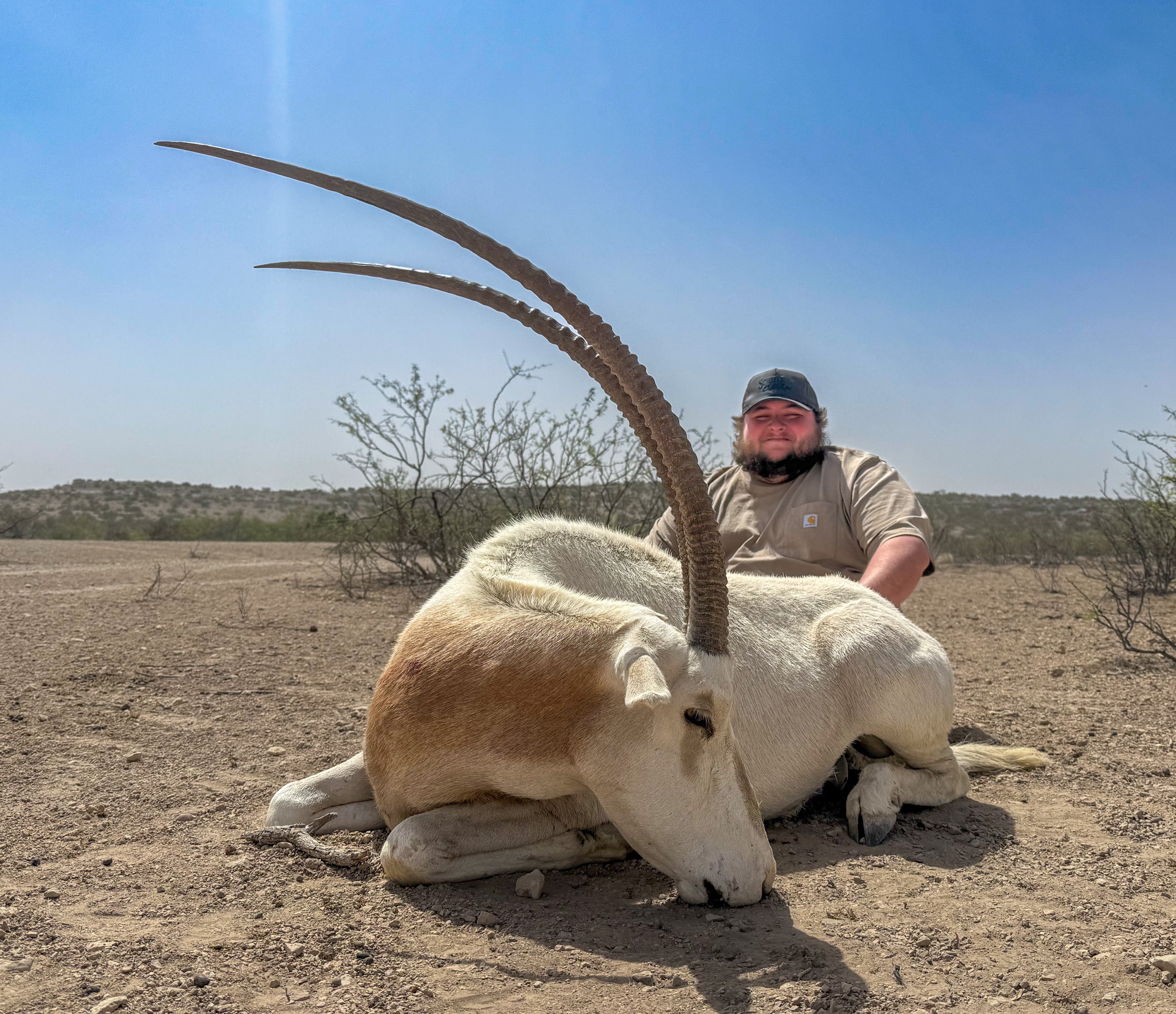 Texas Gemsbok