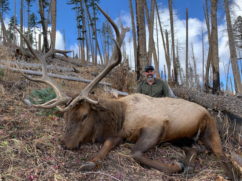 New Mexico Elk