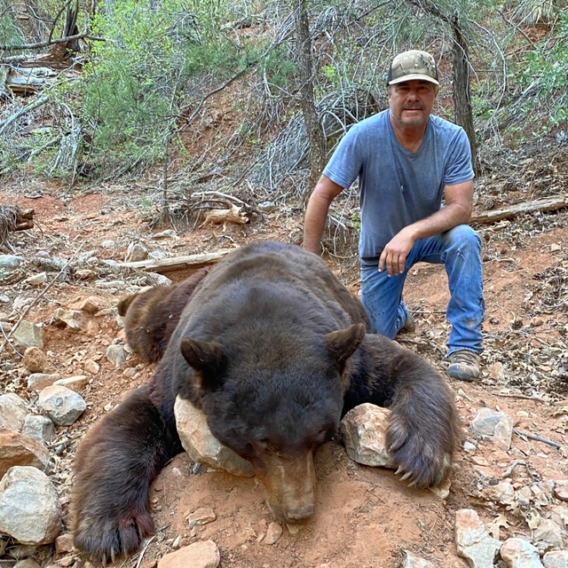 Black Bear
